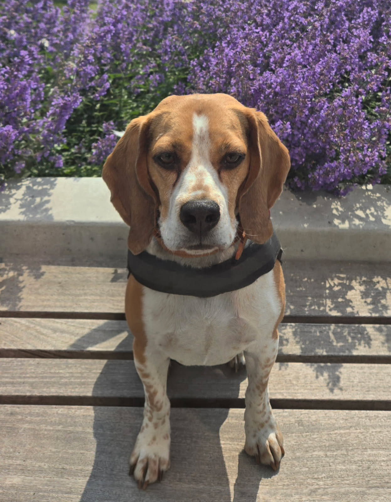 A Platinum detection dog wearing a working harness