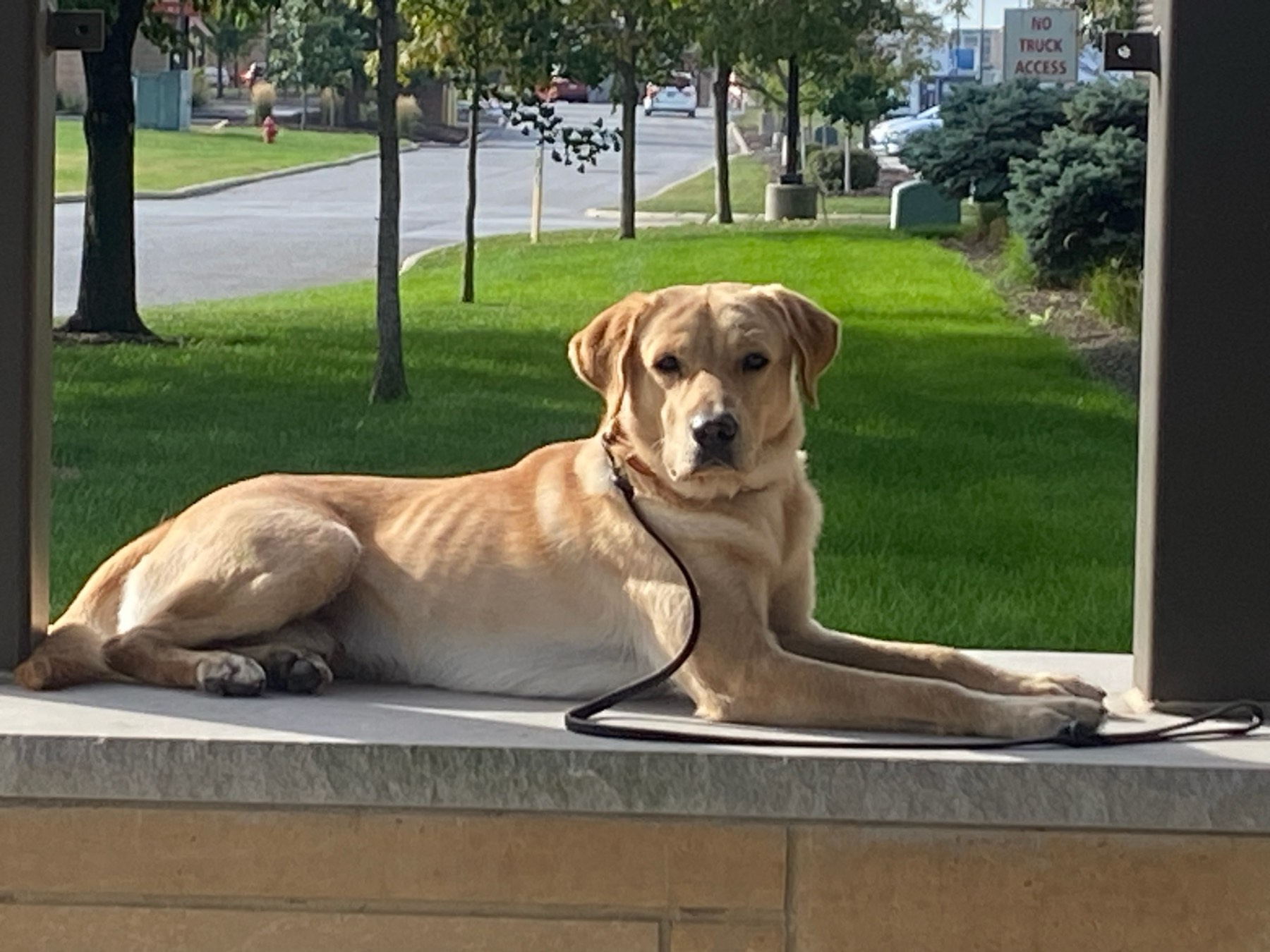One of Platinum's detection dogs on a leash, waiting on site at a commercial property